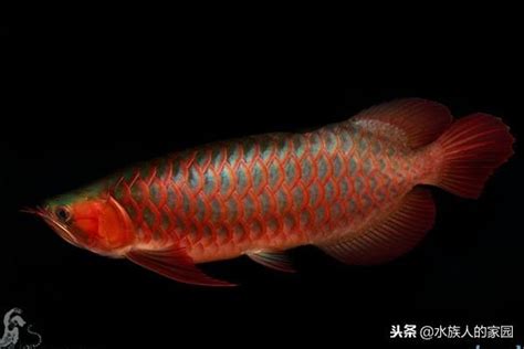 紅龍幼魚|紅龍魚幼魚應該如何挑選購買